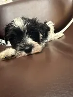 puppy 4, a male Miniature Schnauzer for sale in Brooklyn, NY – Photo 1 of 3