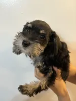 puppy 4, a female Miniature Schnauzer for sale in Brooklyn, NY – Photo 3 of 7