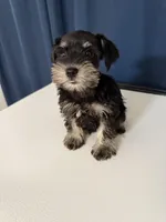 puppy 4, a female Miniature Schnauzer for sale in Brooklyn, NY – Photo 2 of 7
