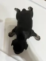 puppy 4, a female Miniature Schnauzer for sale in Brooklyn, NY – Photo 7 of 7