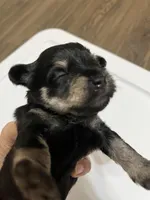 puppy 4, a female Miniature Schnauzer for sale in Brooklyn, NY – Photo 5 of 7