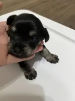 puppy 4, a female Miniature Schnauzer for sale in Brooklyn, NY – Photo 4 of 7