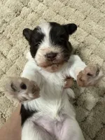 puppy 2, a female Miniature Schnauzer for sale in Brooklyn, NY – 5 of 7