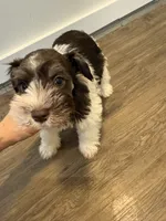 puppy 2, a female Miniature Schnauzer for sale in Brooklyn, NY – 2 of 7