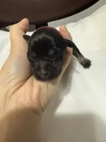 puppy 1, a male Miniature Schnauzer for sale in Brooklyn, NY – Photo 4 of 6