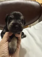 puppy 1, a male Miniature Schnauzer for sale in Brooklyn, NY – Photo 2 of 6