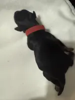 puppy 1, a male Miniature Schnauzer for sale in Brooklyn, NY – Photo 6 of 6