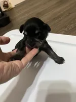 puppy 6, a female Miniature Schnauzer for sale in Brooklyn, NY – Photo 3 of 4