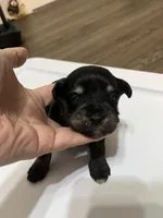 puppy 6, a female Miniature Schnauzer for sale in Brooklyn, NY – Photo 4 of 4