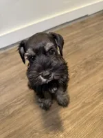 puppy 4, a male Miniature Schnauzer for sale in Brooklyn, NY – 2 of 8