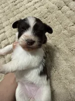 puppy 2, a female Miniature Schnauzer for sale in Brooklyn, NY – 6 of 7