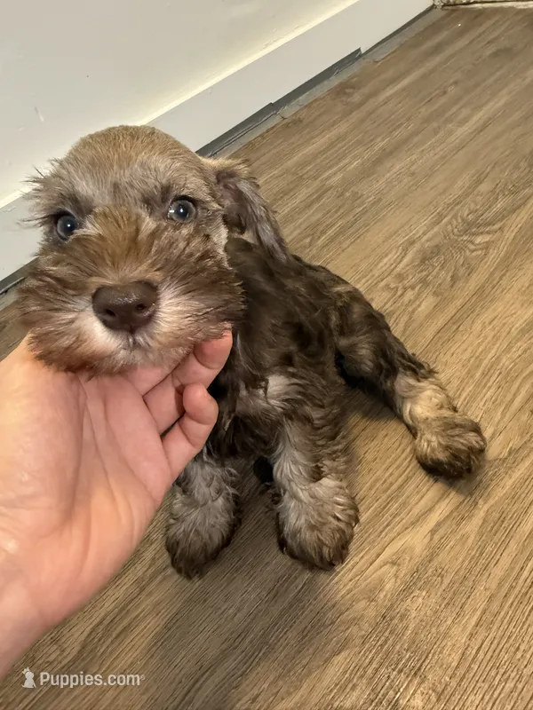 puppy 5 – Miniature Schnauzer puppy for sale in Brooklyn, NY