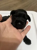 puppy 2, a female Miniature Schnauzer for sale in Brooklyn, NY – Photo 2 of 2