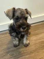 puppy 3, a female Miniature Schnauzer for sale in Brooklyn, NY – 4 of 8