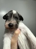 puppy 1 , a male Miniature Schnauzer for sale in Brooklyn, NY – 4 of 6