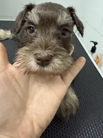 puppy 6, a female Miniature Schnauzer for sale in Brooklyn, NY – Photo 1 of 3