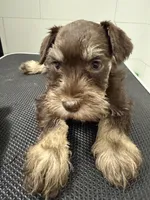 puppy 6, a female Miniature Schnauzer for sale in Brooklyn, NY – Photo 3 of 3