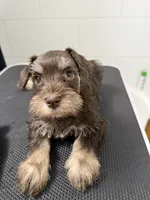 puppy 6, a female Miniature Schnauzer for sale in Brooklyn, NY – Photo 2 of 3