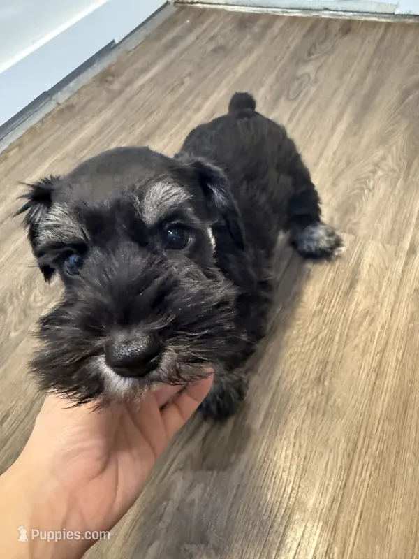 puppy 4 – Miniature Schnauzer puppy for sale in Brooklyn, NY
