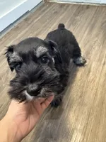 puppy 4, a male Miniature Schnauzer for sale in Brooklyn, NY – 1 of 8