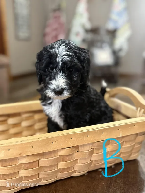 Red boy, a male Miniature Bernedoodle for sale in Tishomingo, MS – Photo 1 of 1