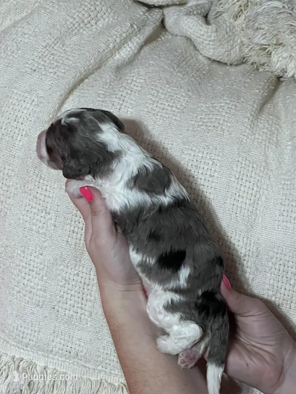 Purple girl, a female Miniature Bernedoodle for sale in Tishomingo, MS – Photo 1 of 2