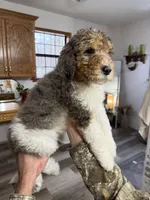 Luna, a female Poodle - Standard  for sale in Tishomingo, MS – Photo 1 of 3