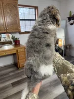 Luna, a female Poodle - Standard  for sale in Tishomingo, MS – Photo 3 of 3