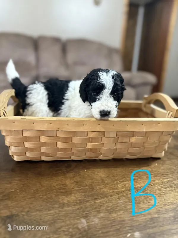 Blue boy – Miniature Bernedoodle puppy for sale in Tishomingo, MS