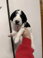 Blue boy, a male Miniature Bernedoodle for sale in Tishomingo, MS – Photo 1 of 2