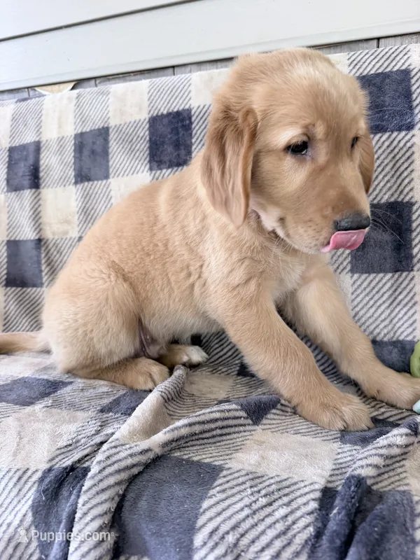 Duke – Golden Retriever puppy for sale in Fenwick, MI