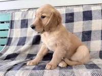 Donna, a female Golden Retriever for sale in Fenwick, MI – 2 of 8