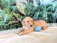 Cassie, a female Golden Retriever for sale in Fenwick, MI – 7 of 7
