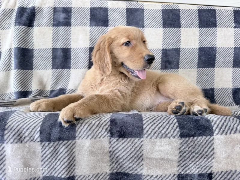 Dixie – Golden Retriever puppy for sale in Fenwick, MI