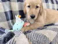 Duke, a male Golden Retriever for sale in Fenwick, MI – 7 of 8