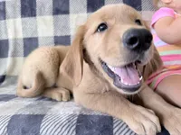 Doug , a male Golden Retriever for sale in Fenwick, MI – 6 of 8