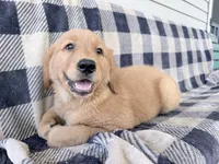Darla, a female Golden Retriever for sale in Fenwick, MI – 4 of 8