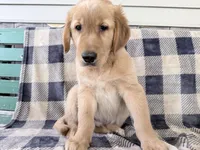 Duke, a male Golden Retriever for sale in Fenwick, MI – 4 of 8