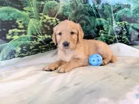 Cederick, a male Golden Retriever for sale in Fenwick, MI – 4 of 8