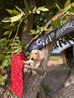 Marley, a male Miniature Dachshund for sale in Fenwick, MI – Photo 9 of 10