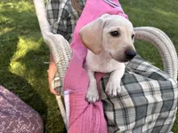 Marley, a male Miniature Dachshund for sale in Fenwick, MI – Photo 2 of 10