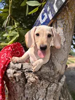 Marley, a male Miniature Dachshund for sale in Fenwick, MI – Photo 1 of 10