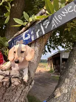 Marley, a male Miniature Dachshund for sale in Fenwick, MI – Photo 10 of 10