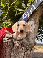 Marley, a male Miniature Dachshund for sale in Fenwick, MI – Photo 7 of 10