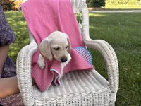 Marley, a male Miniature Dachshund for sale in Fenwick, MI – Photo 3 of 10