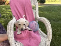 Marley, a male Miniature Dachshund for sale in Fenwick, MI – Photo 4 of 10