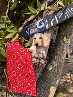 Marley, a male Miniature Dachshund for sale in Fenwick, MI – Photo 8 of 10