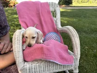 Marley, a male Miniature Dachshund for sale in Fenwick, MI – Photo 5 of 10