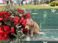 Lula, a female Golden Retriever for sale in Fenwick, MI – Photo 5 of 8