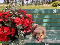 Lula, a female Golden Retriever for sale in Fenwick, MI – Photo 4 of 8